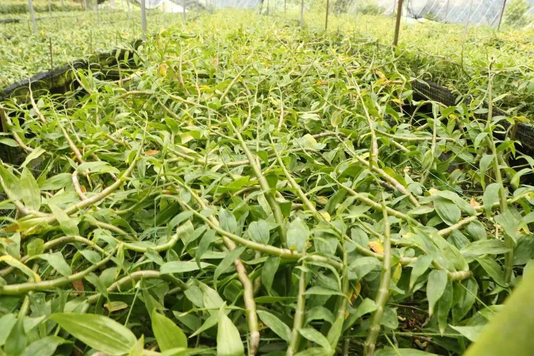 龙陵石斛基地的大棚与石斛植株